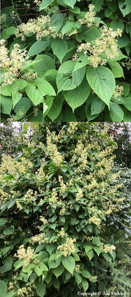 Tripterygium wilfordii, kiinansiipik�ynn�s